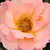 Portocaliu - Trandafir pentru straturi Floribunda - Animo